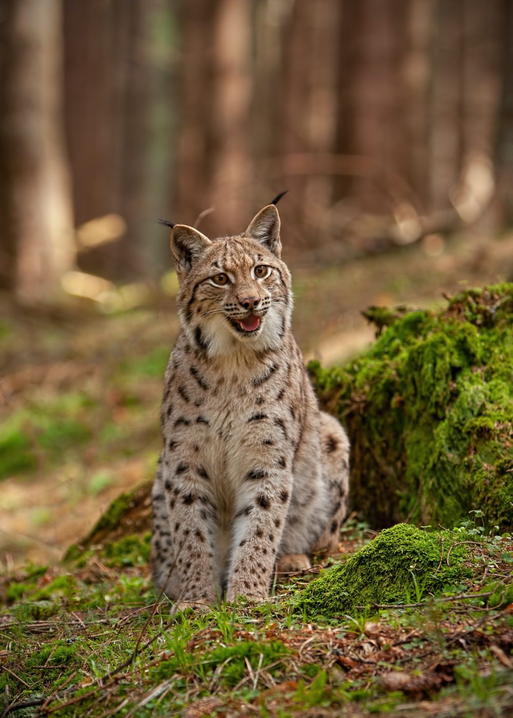 eursian-lynx-sitting-on-rocks-covered-with-green-moss-with-blurred-background.jpg eursian-lynx-sitting-on-rocks-covered-with-green-moss-with-blurred-background.jpg