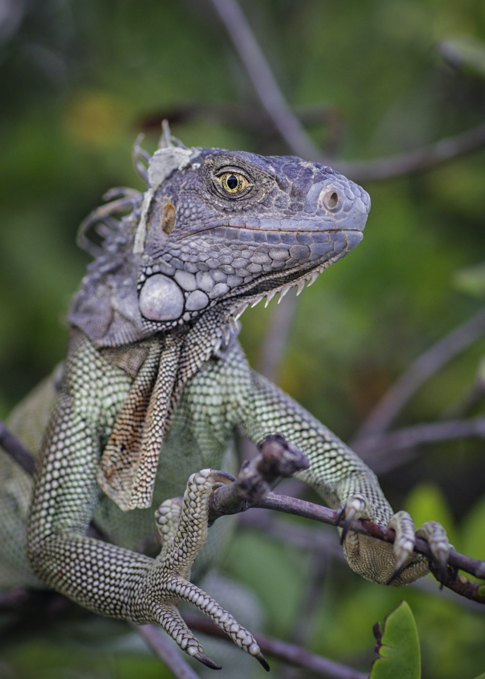 iguana-on-branch-looking-at-camera-smiling-st-croix-us-virgin-islands.jpg iguana-on-branch-looking-at-camera-smiling-st-croix-us-virgin-islands.jpg