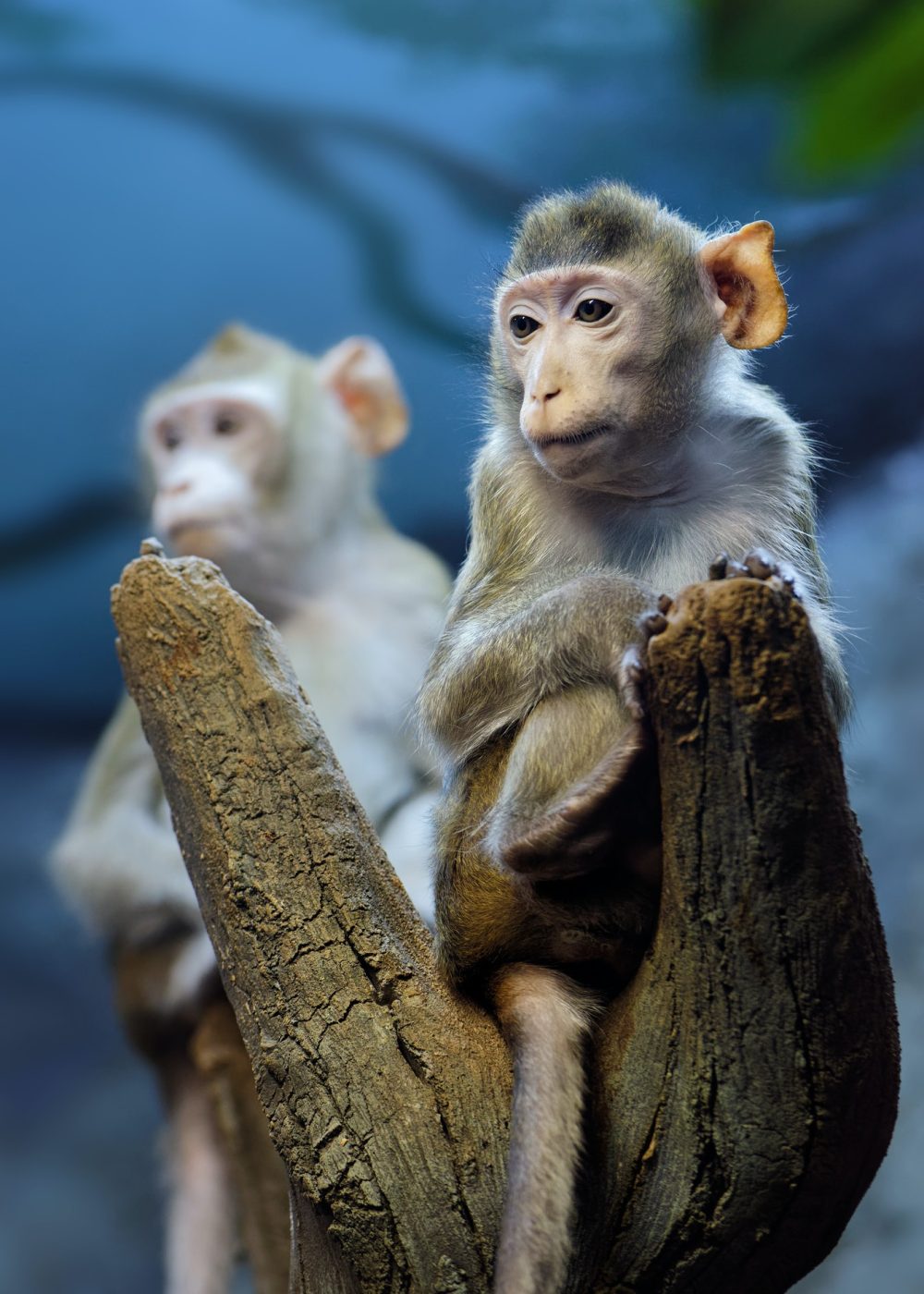 very-thoughtful-young-monkey-on-a-tree-trunk.jpg very-thoughtful-young-monkey-on-a-tree-trunk.jpg
